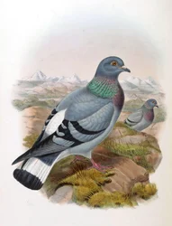 Felsentaube (Columba rupestris)